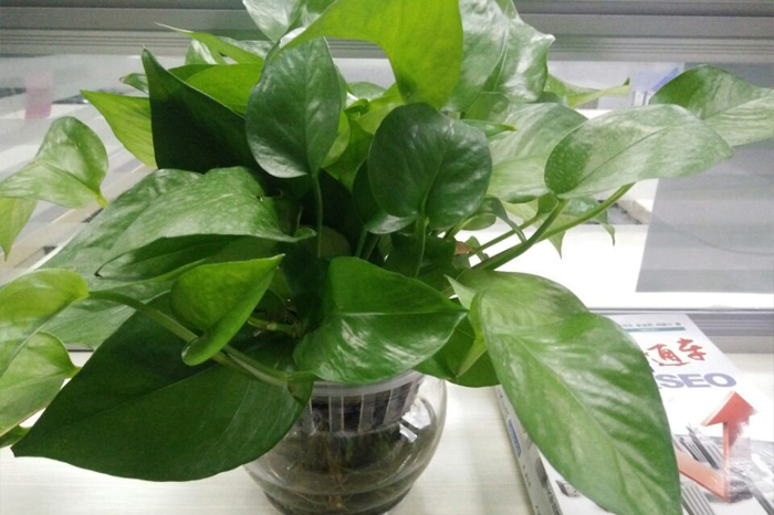 圣元電器綠植發(fā)新芽